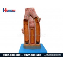 Mô hình động mạch tĩnh mạch bóc tách từng lớp phóng đại